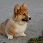 Are Corgis Hypoallergenic? What To Know