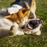 Are Corgis Aggressive?