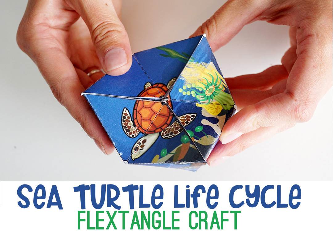 Life Cycle Of A Sea Turtle Free Printable