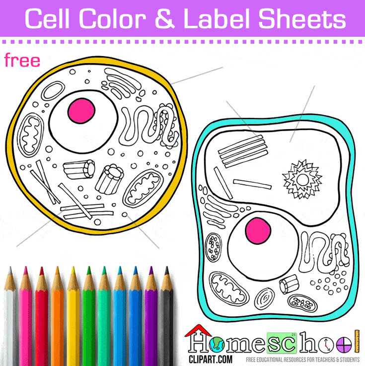 Biologycorner.com Animal Cell Coloring Key - Collection of Biology ...