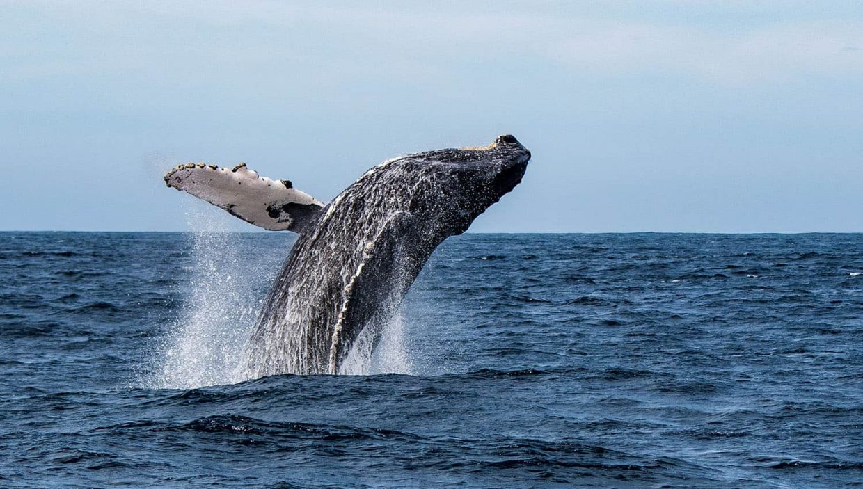 NYC Whale Watching Cruise