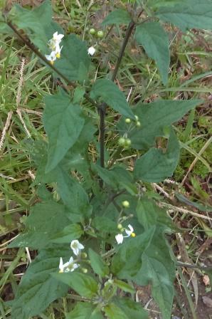 Blackbery nightshade