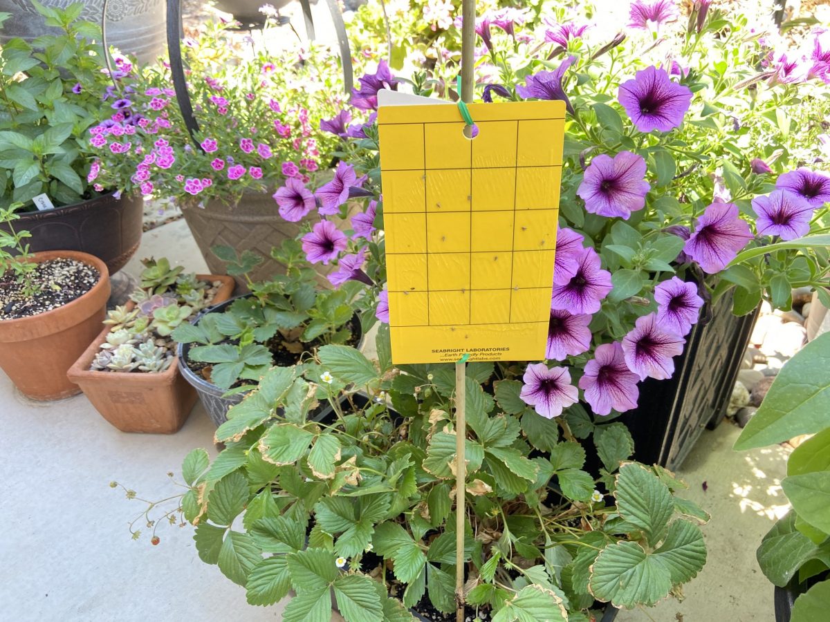 Yellow Sticky Trap for Pests in the Garden