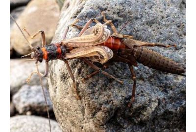 Stoneflies: Early Season Trout Food