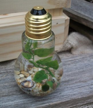 lightbulb single marimo jar with tan gravel