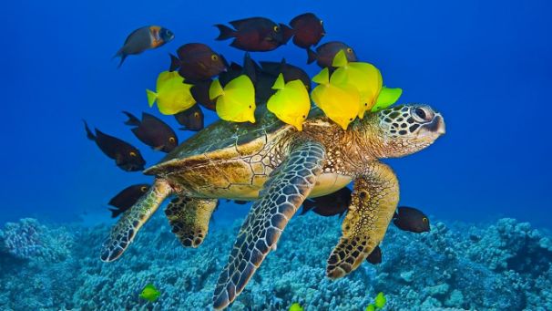 Read more about the article 20 Turtle Quotes and Sayings & Sea Turtle Quotes | Quotes about Sea Turtle | Turtle Sayings and Turtle Quotes | thefunquotes.com