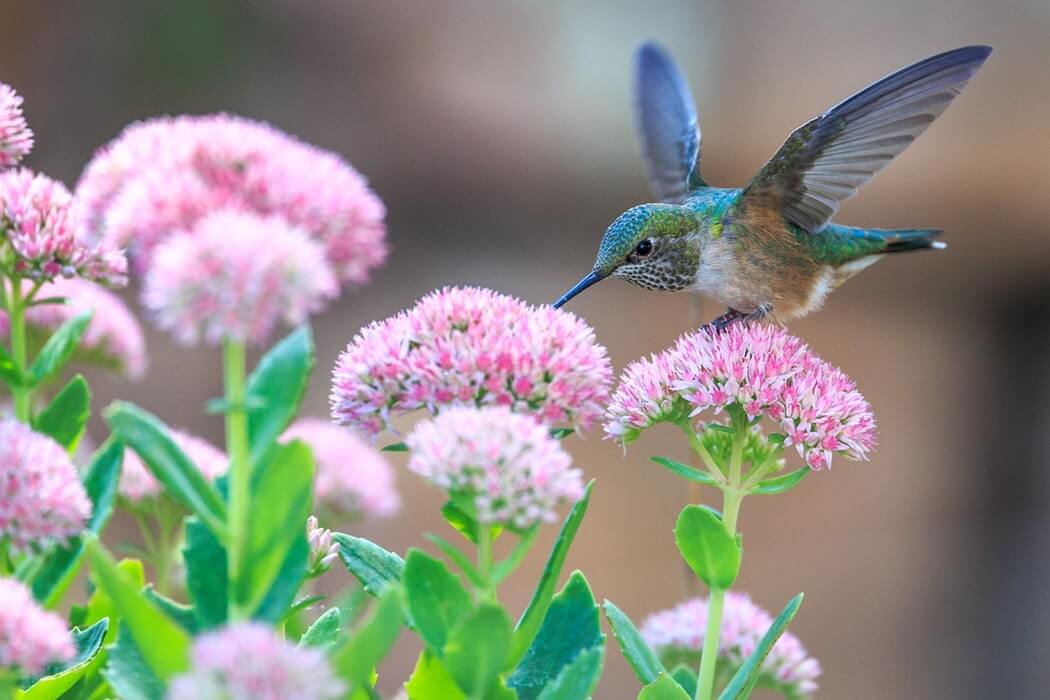 hummingbird feeding on flower