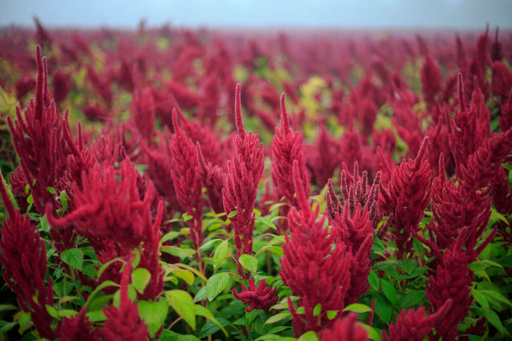 Amaranthus