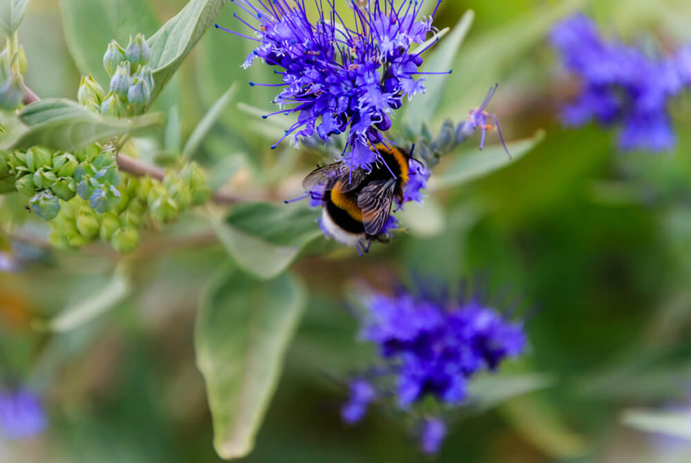 russian sage