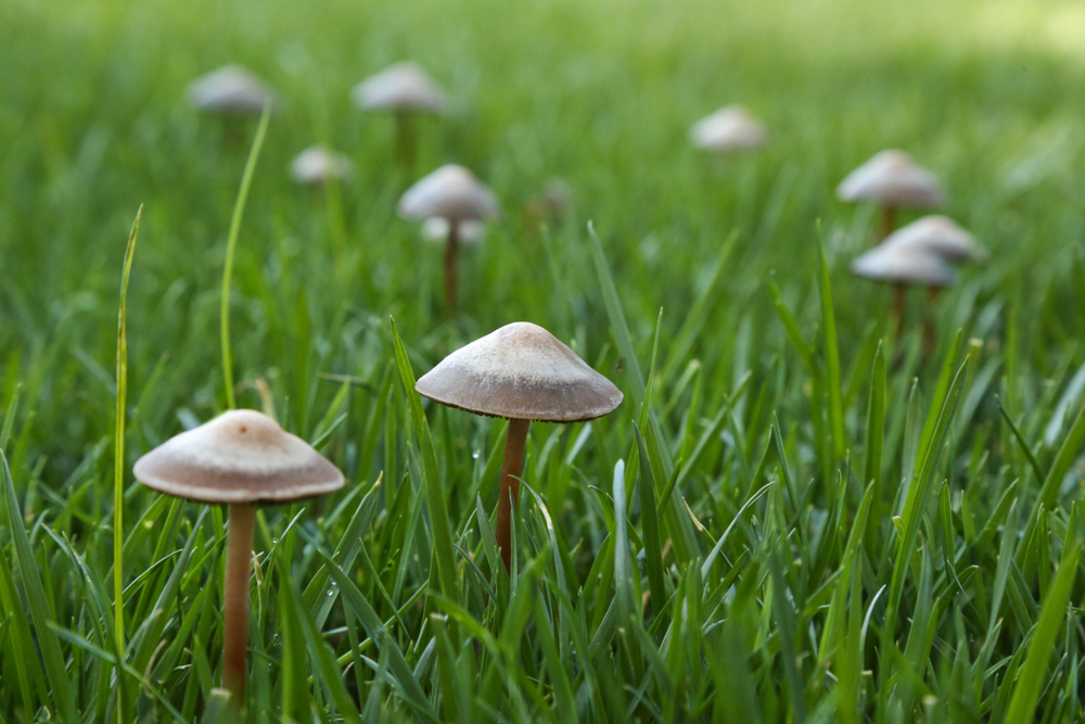 Banded Mottlegill Mushroom