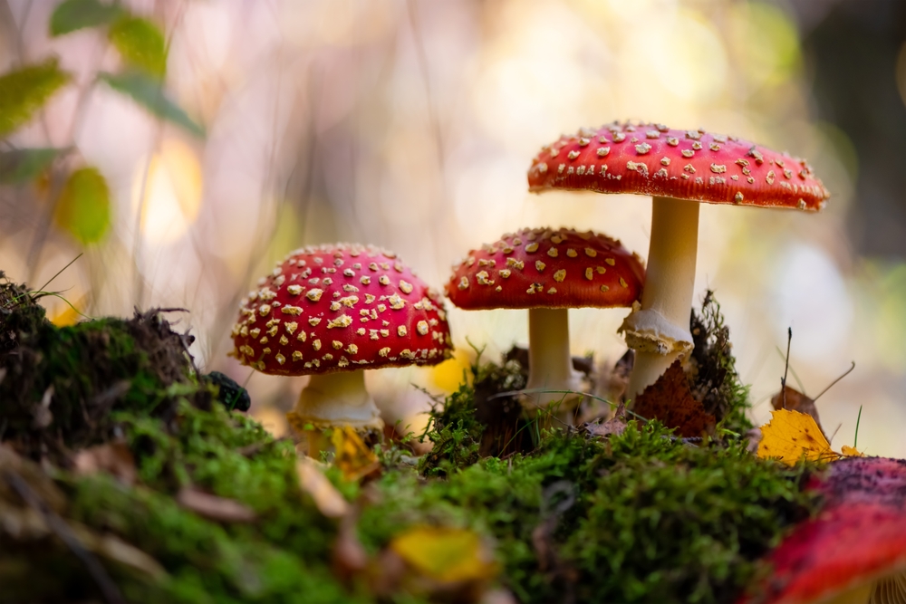 Fly Agaric