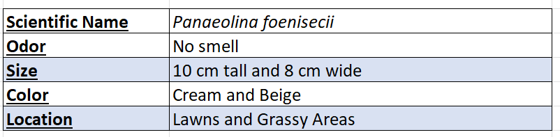 Banded Mottelgill Mushroom New Chart