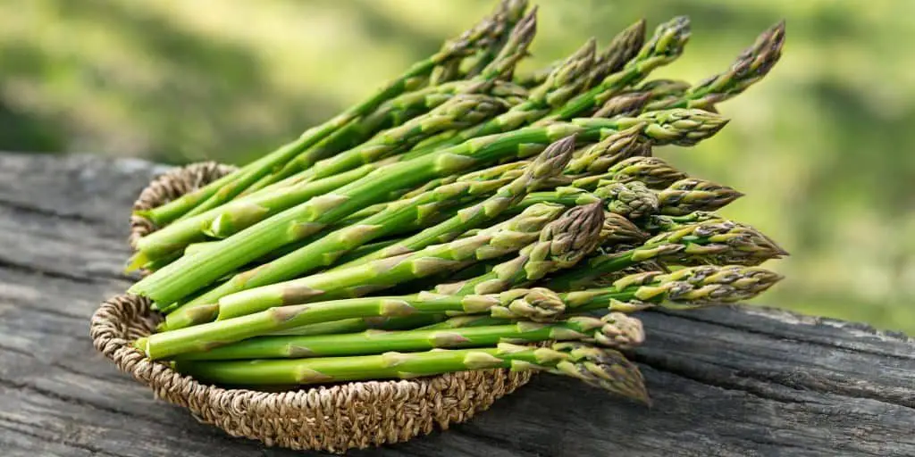 Photo of asparagus for companion plants article