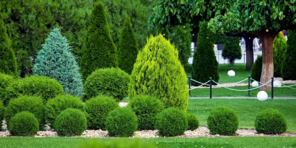 Photo of evergreen shrubs for full sun in various sizes