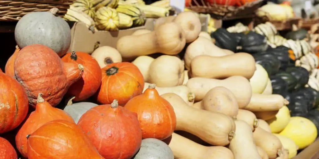 When to Plant Winter Squash