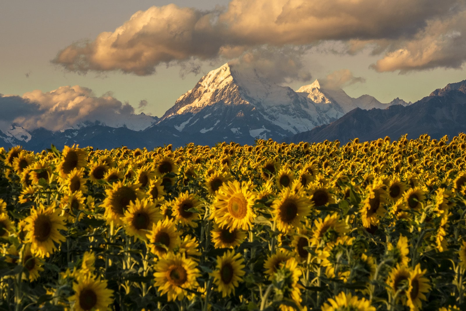 sunflower-mtcook