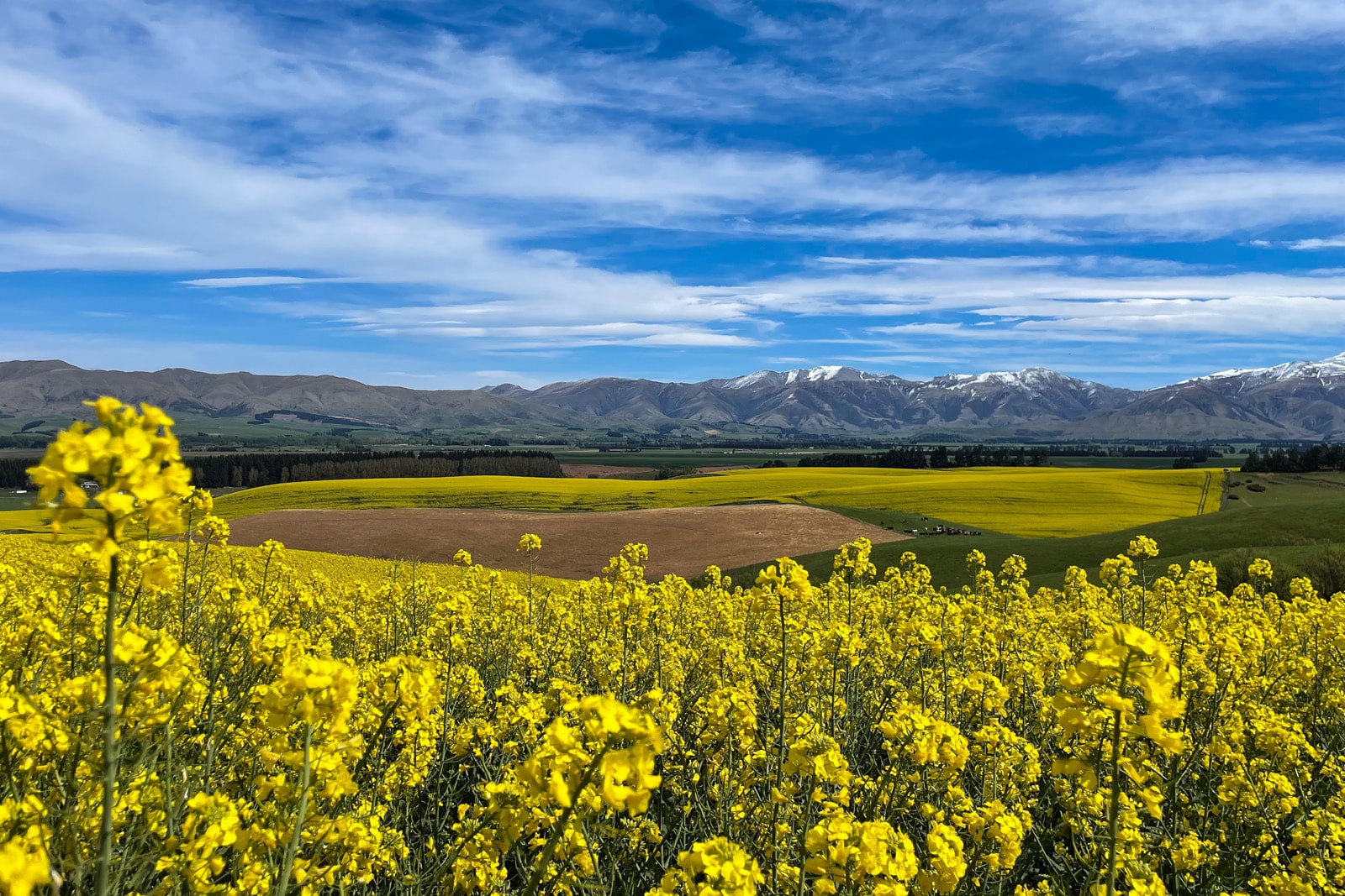 nz-rapeseed-thegoodoil