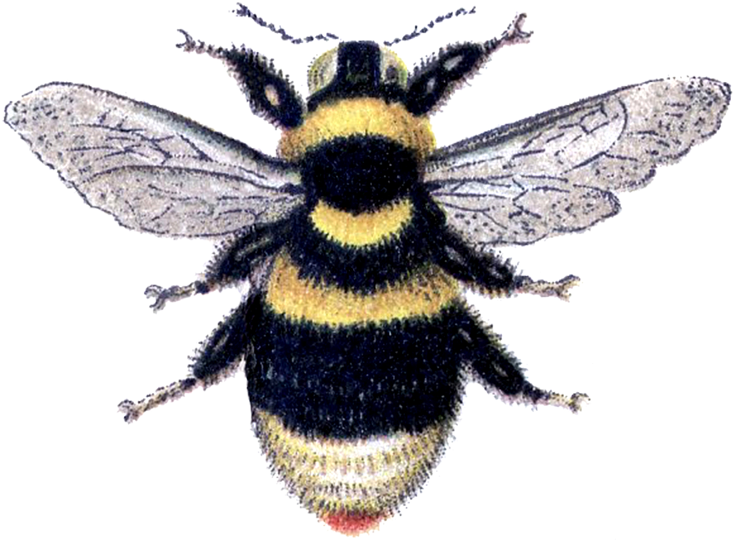 Bee Clip Art