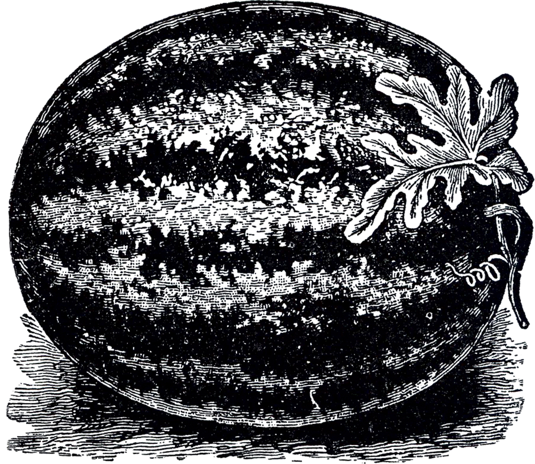 Free Public Domain Watermelon Image