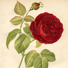 Red rose image