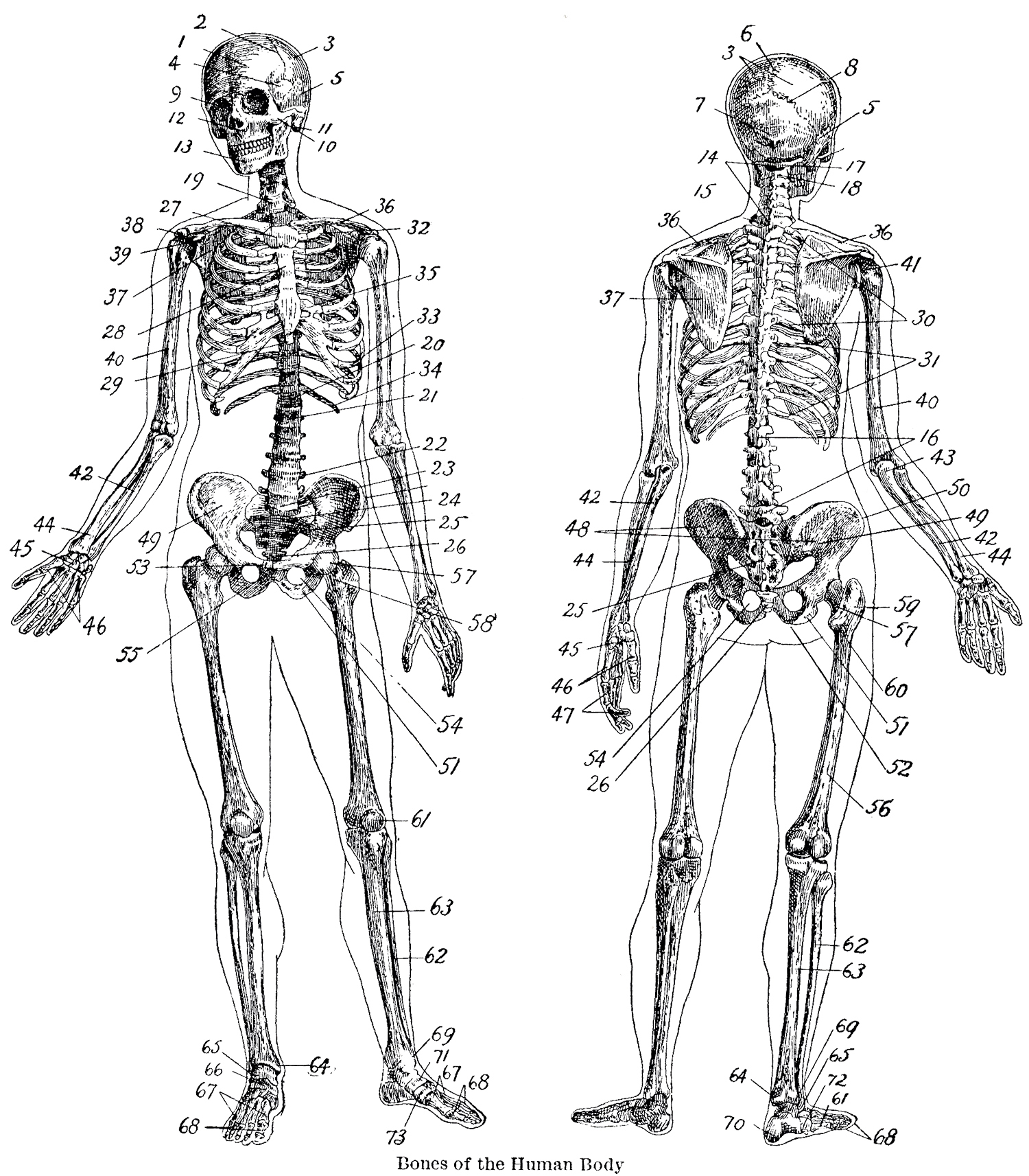 Human Bone Anatomy Chart Skeletal Anatomy Chart Sketeton System Poster ...