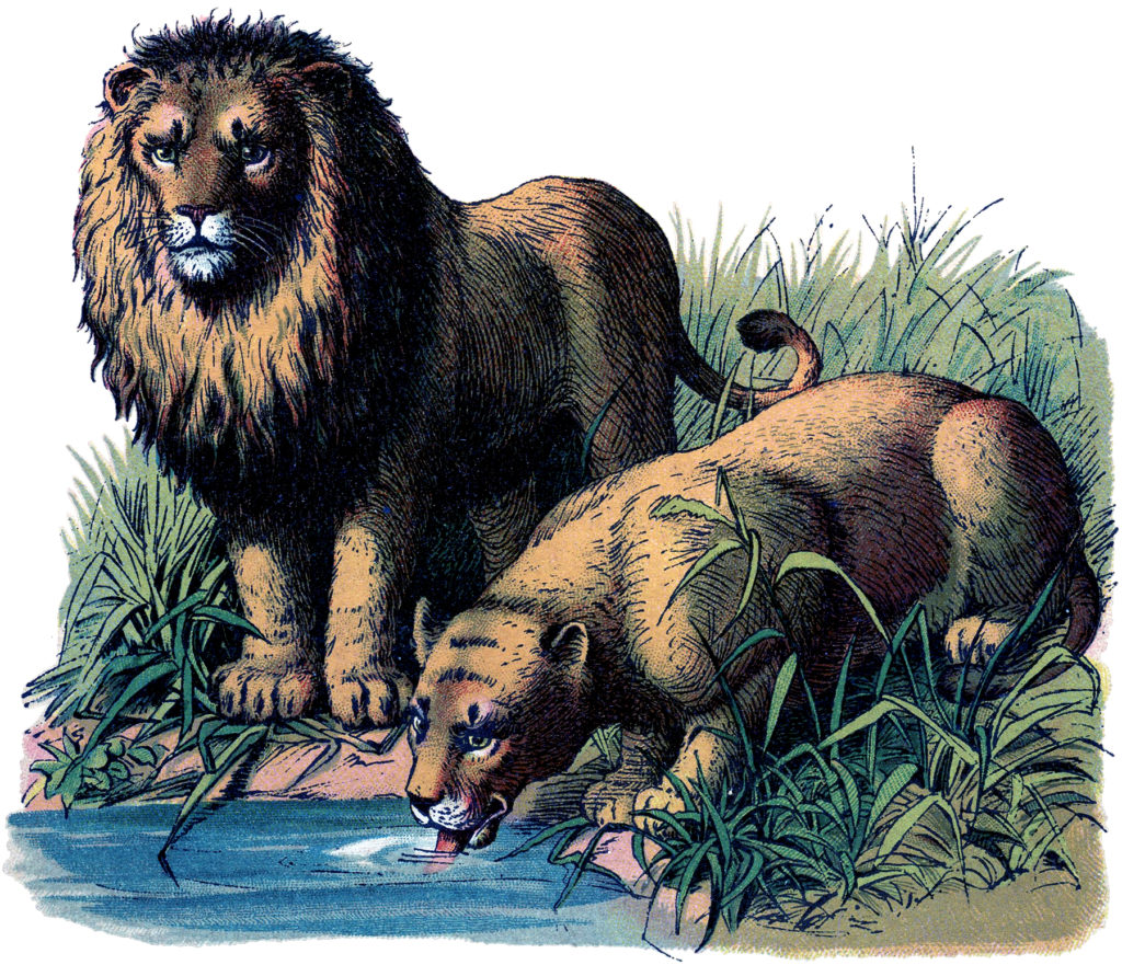 Vintage Lion Lioness Water Illustration