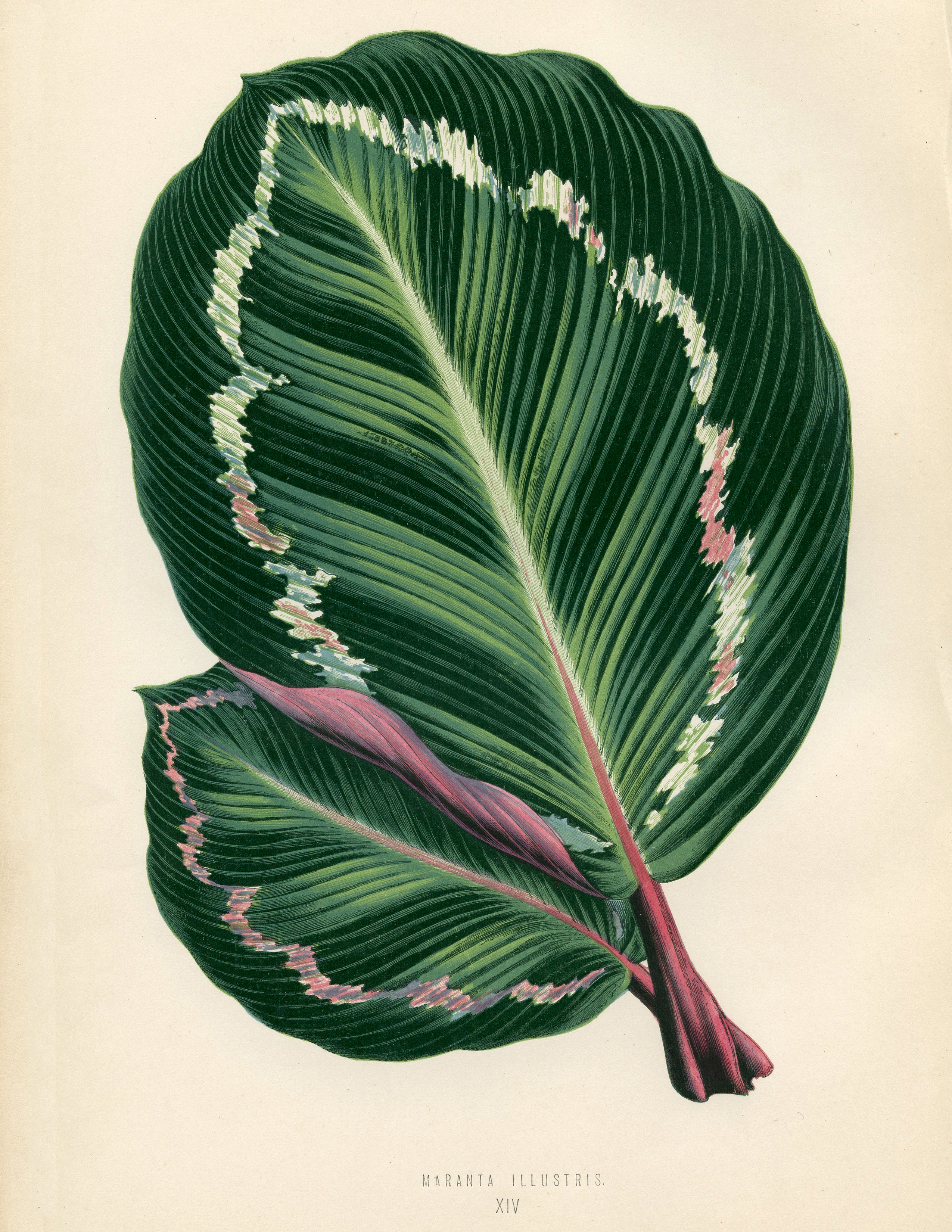 Tropical Leaf