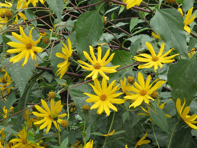 How to find and eat Jerusalem artichoke. (The Grow Network)