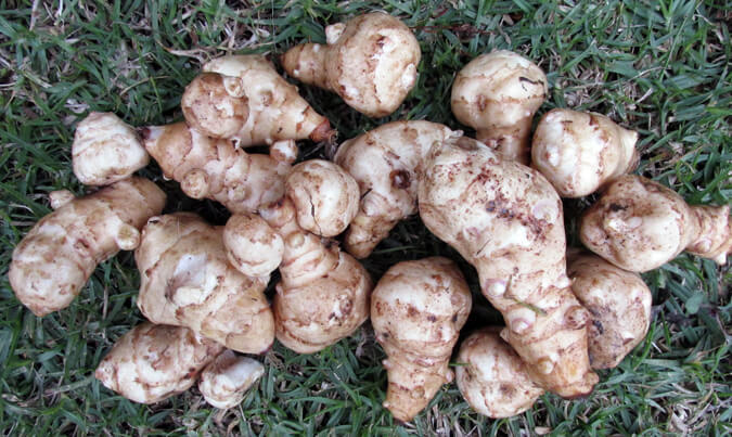 Jerusalem_Artichoke-Tubers-The_Grow_Network