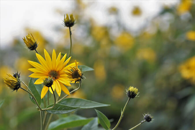 Jerusalem_artichokes-The_Grow_Network