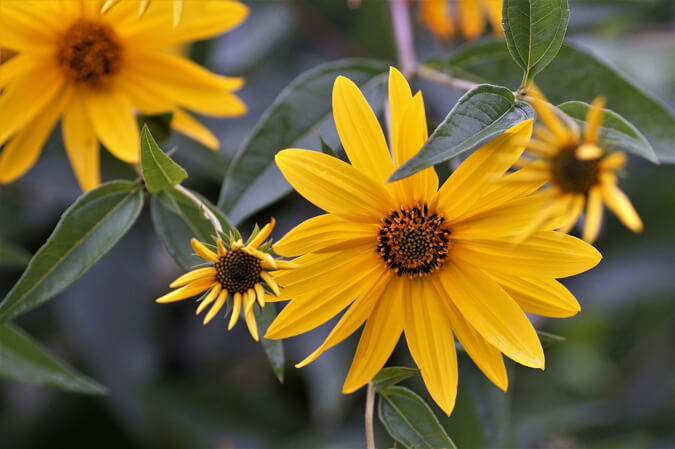 Jerusalem_Artichoke_flowers-The_Grow_Network