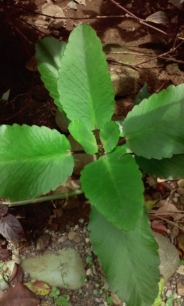 8 Everyday Herbs of the Caribbean | Herbal Academy | If you ever find yourself in the Caribbean, here are 8 herbs to know and how to use them.