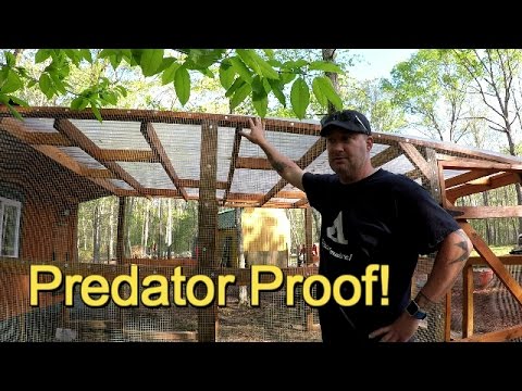 Predator proof the chicken coop!