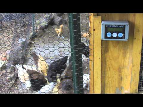 Chicken Guard Review Best Automatic door on the market - Light sensor / Battery powered