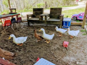 Indian runner and Pekin ducks