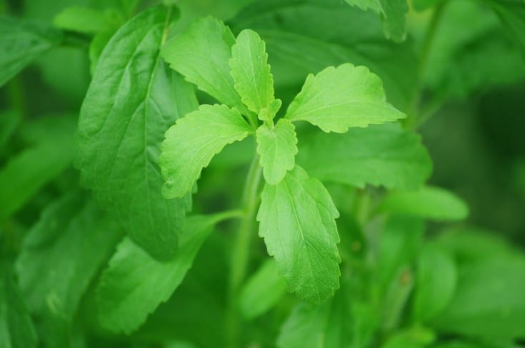 stevia leaves