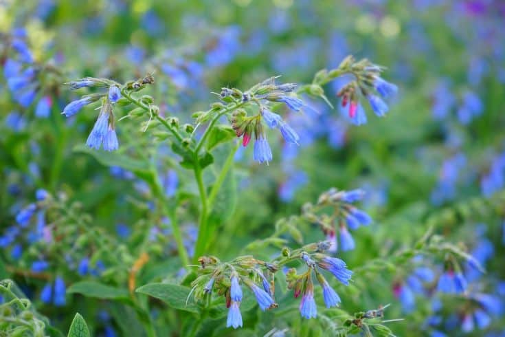 rough Comfrey