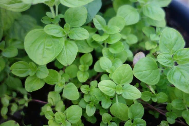 marjoram leaves