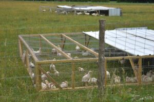 dozens of chickens inside chicken tractor