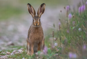 rabbit outside