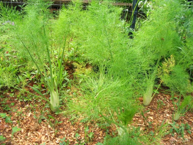 fennel plants growing in the garden