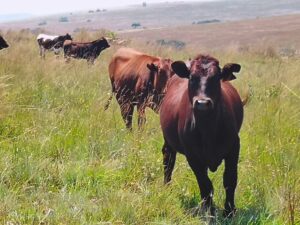 Shorthorns cows in the field