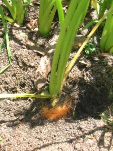 carrot plant ready for harvest