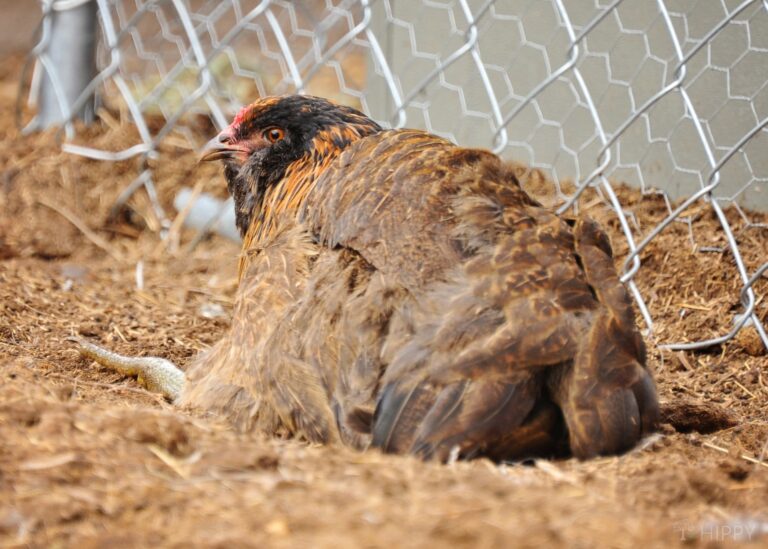 Ameraucana hen dustbathing