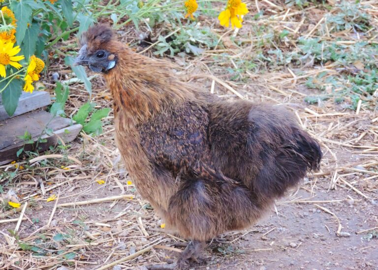 a Partridge Silkie hen