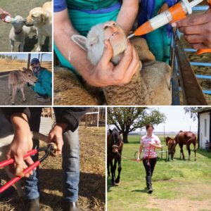 kids chores on homestead collage