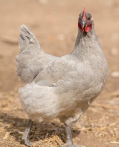 lavender orpington hen