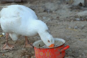 goose drinking water