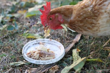 a chicken eating meat