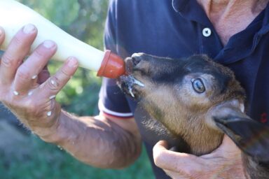 bottle feeding baby goat